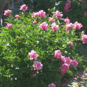 San Miniato al Monte e Giardino delle rose