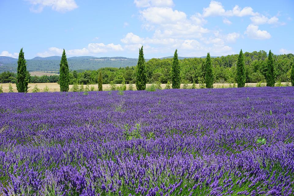 Tuscania e fioritura della lavanda (con degustazione)