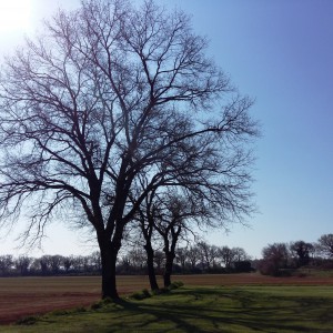 Giardini e abbazie della campagna senese