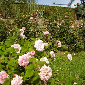 La Firenze dei giardini