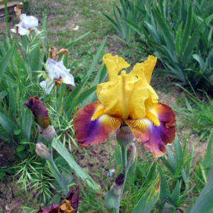 La Firenze dei giardini