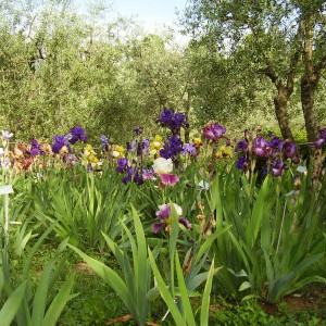 La Firenze dei giardini