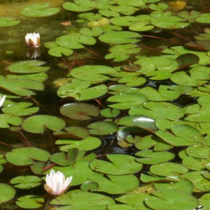 I Giardini di Villa Gamberaia e Settignano