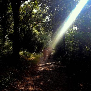 Sulle tracce dei cavalleggeri