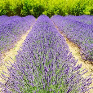 Tuscania e fioritura della lavanda (con degustazione)