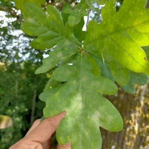 Le 'Balze del Valdarno'