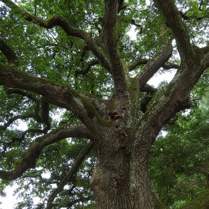 Acquapendente e il Bosco di Sasseto