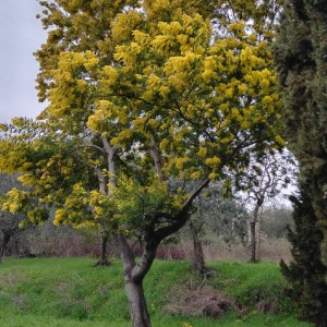 L'anello del colle di Monsummano