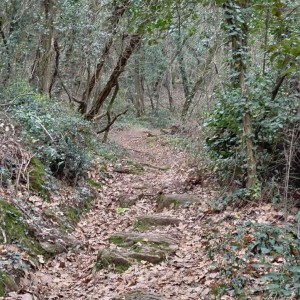 L'anello del colle di Monsummano