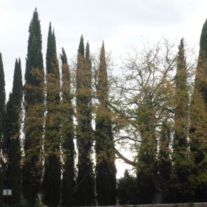 Monte Oliveto e Asciano