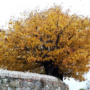 Il Castello di Gallico