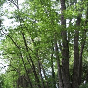 La Via Francigena