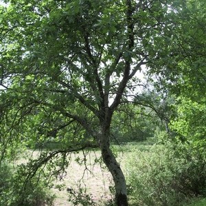 La Via Francigena