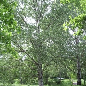 La Via Francigena