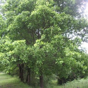 La Via Francigena