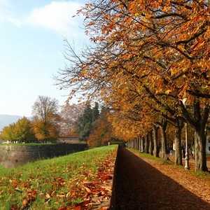 Lucca